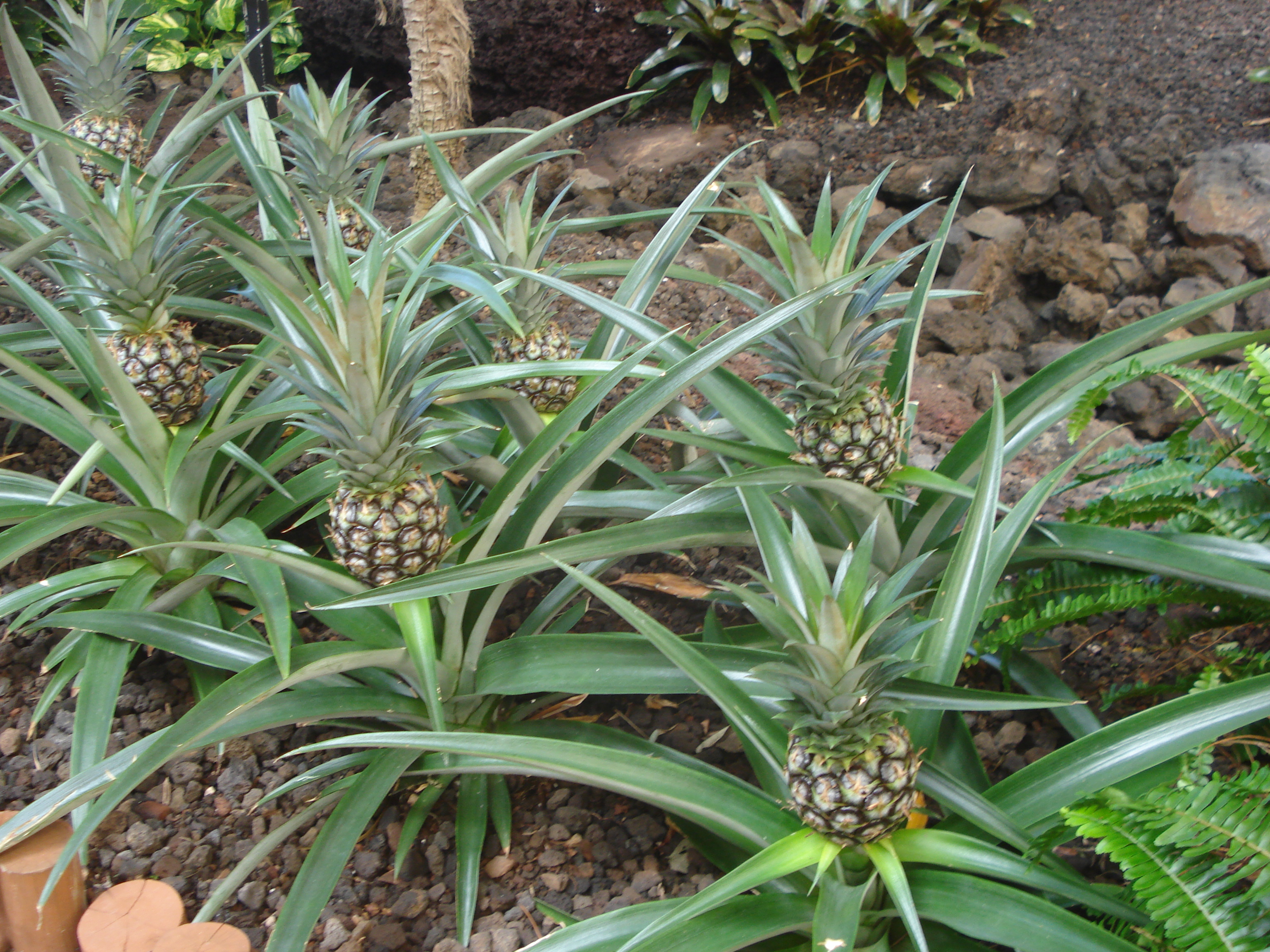 How do pineapples grow?